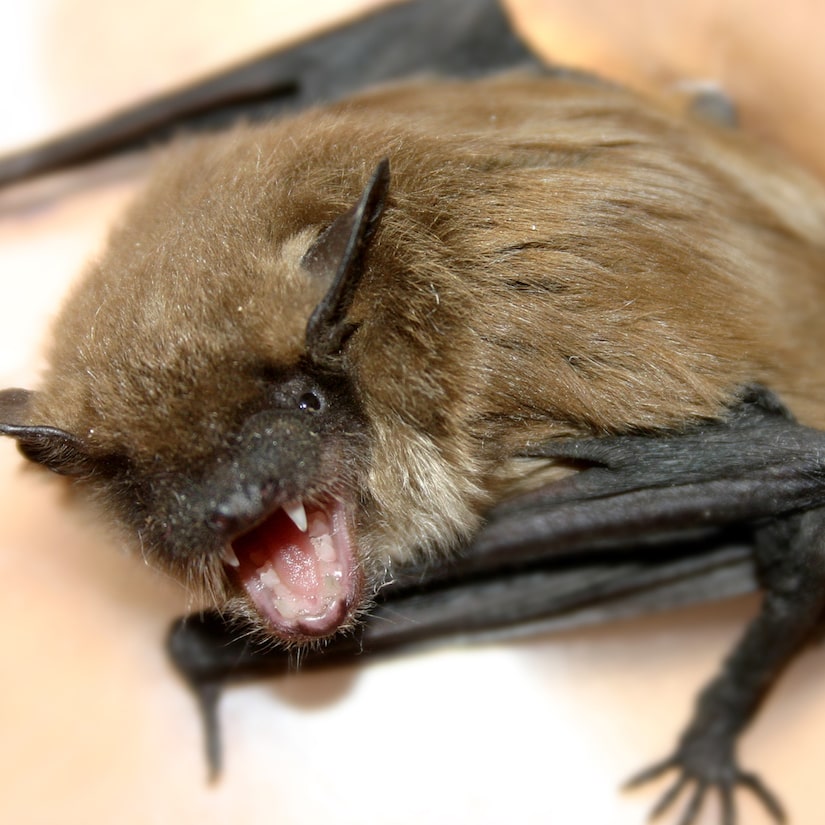 Illinois man who woke up with a bat on his neck dies of Rabies