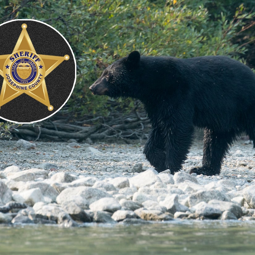 Police say that an Oregon man is spooked by bear after accidentally shooting his brother dead.