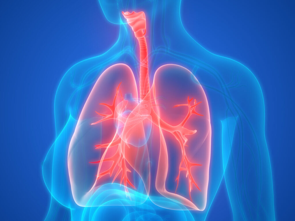 3D representation of the human respiratory system