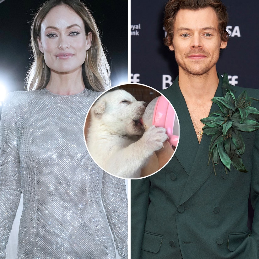 LA Animal Rescue Says They Talked with Olivia Wilde Extensively Before Her Dog Was Rehomed