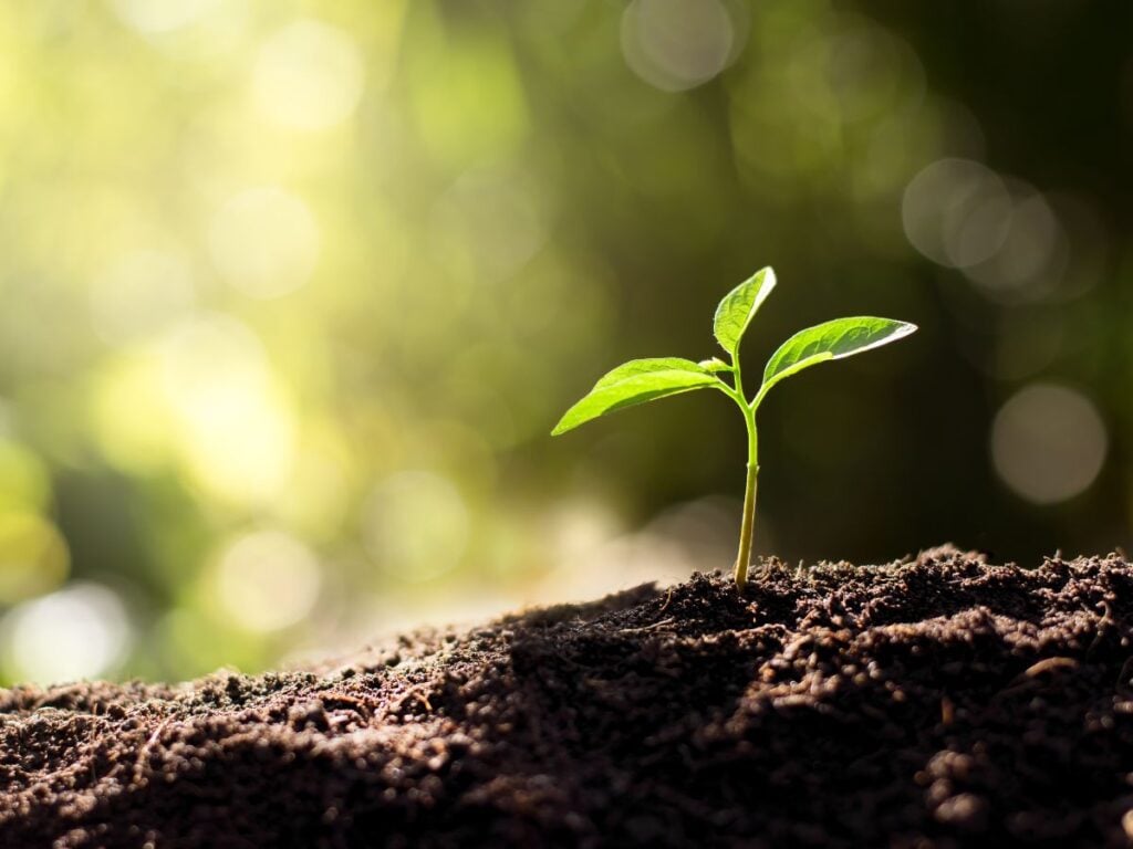 Seedling growing out of soil