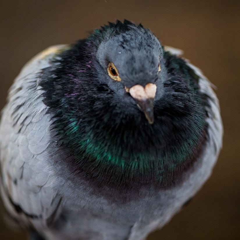 Pigeon Wearing Backpack Full of Meth Caught in Prison Yard