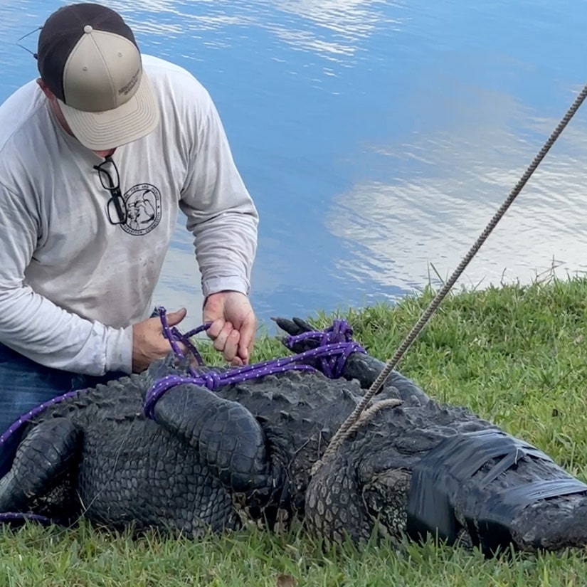 Alligator Kills 85-Year-Old Woman Protecting Dog In Florida