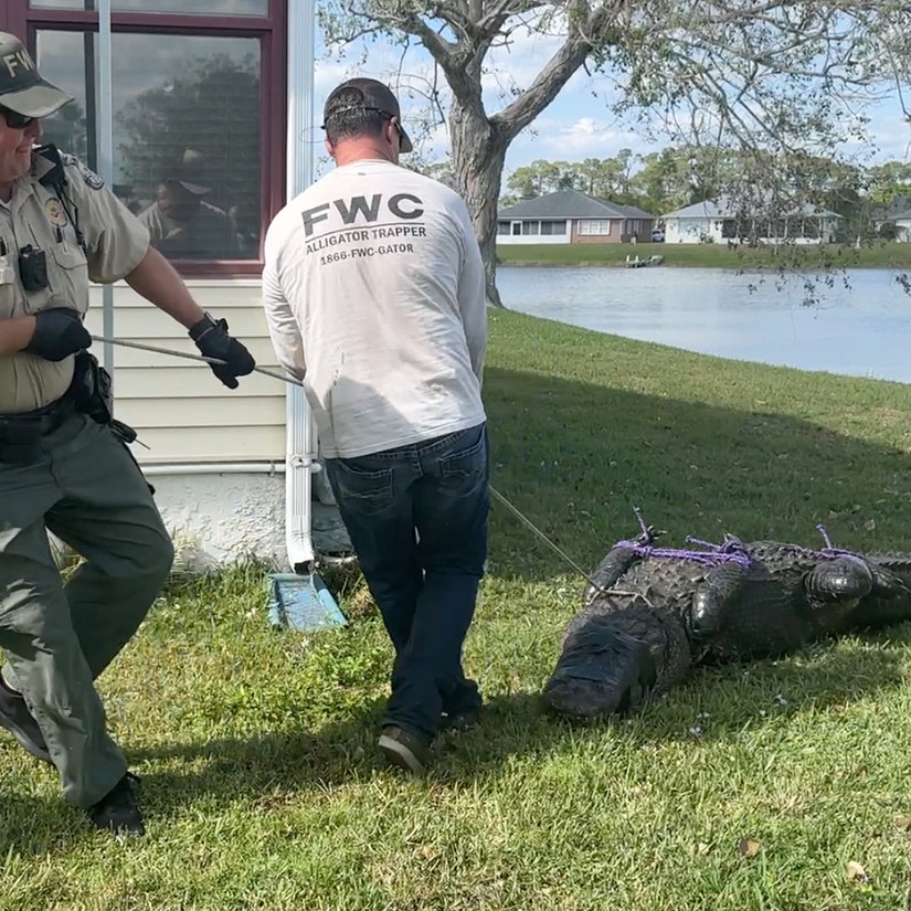 Alligator Kills 85-Year-Old Woman Protecting Dog In Florida