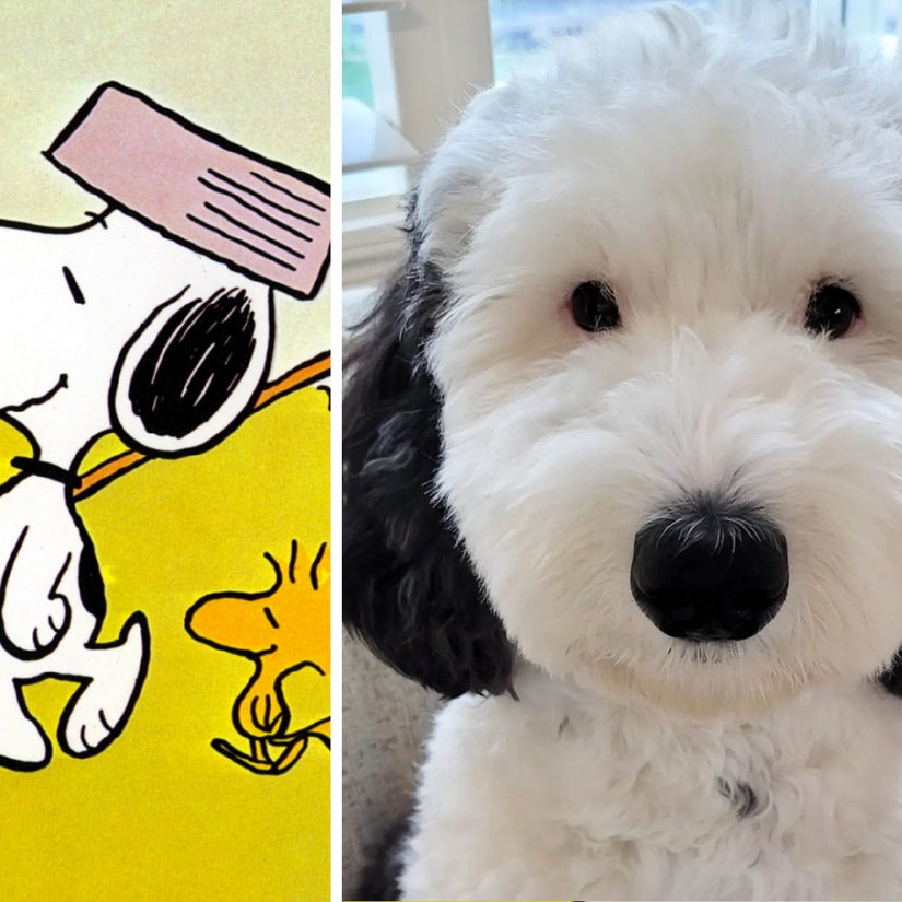 Real-Life Snoopy Lookalike Goes Viral