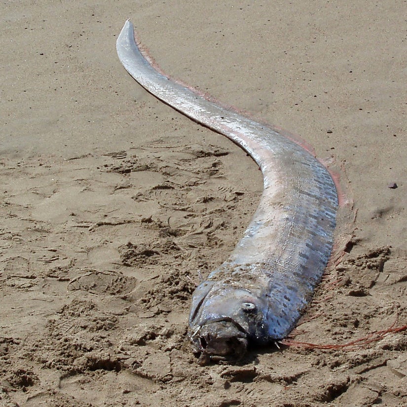 Video of Giant 'Doomsday' Oarfish Off Taiwan Coast Has People Worried