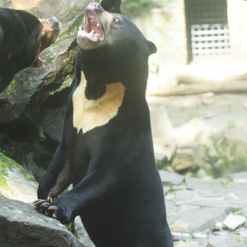 China Zoo Denies Its Sun Bears Are Actually Humans In Disguise After Viral Video