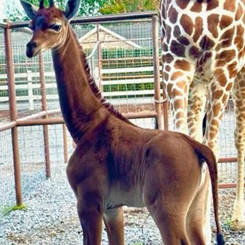 Extremely Rare Baby Giraffe Born Without Spots in Tennessee — Zoo Wants Help Naming Her!